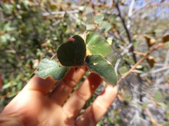 Fremontodendron californicum