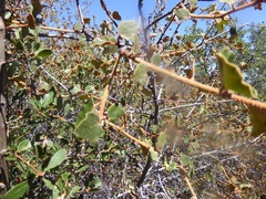 Fremontodendron californicum