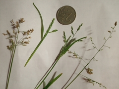 Poa annua