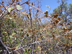 Fremontodendron californicum