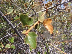 Fremontodendron californicum