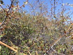 Fremontodendron californicum
