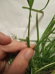 Poa annua