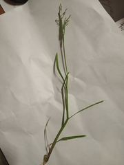 Poa annua