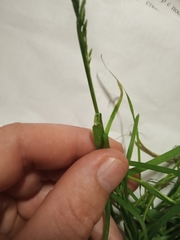 Poa annua
