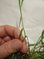 Poa annua