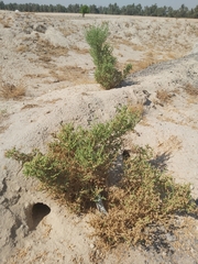 Caroxylon imbricatum