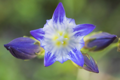 Gentiana olivieri