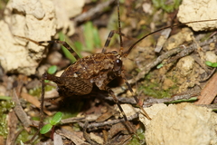 Pleioplectron hudsoni