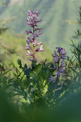 Dictamnus angustifolius