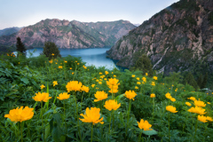Trollius dschungaricus