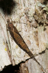 Nesomachilis