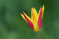 Tulipa × tschimganica