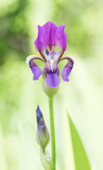 Iris alberti