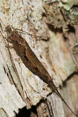 Nesomachilis