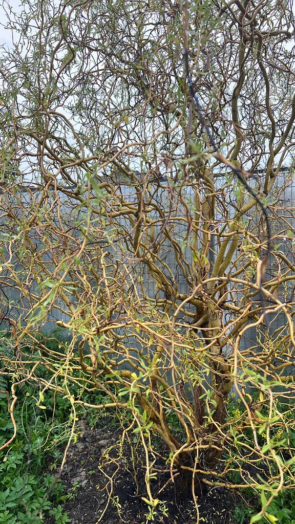 Salix