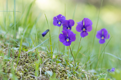 Viola altaica