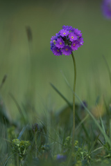 Primula algida