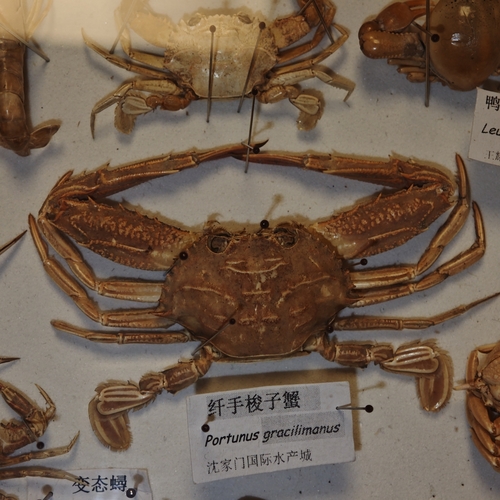 Lupocycloporus gracilimanus observed 2025-05-28