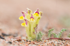 Scutellaria przewalskii