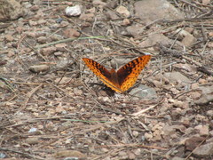 Speyeria nokomis