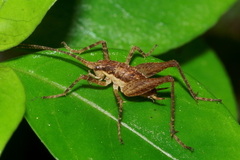 Pleioplectron hudsoni