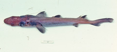 Deania quadrispinosa