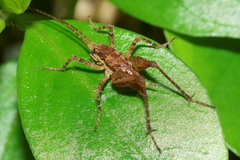 Pleioplectron hudsoni