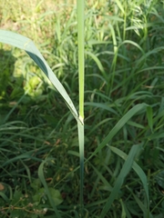 Dactylis glomerata