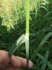 Dactylis glomerata