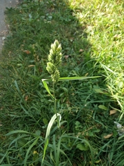 Dactylis glomerata