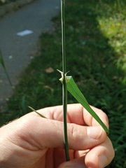 Dactylis glomerata