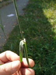 Dactylis glomerata