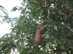 Ebenopsis caesalpinioides