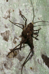 Pleioplectron hudsoni