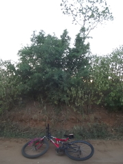 Ebenopsis caesalpinioides