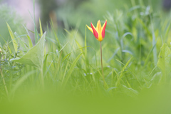 Tulipa × tschimganica