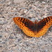 Nokomis Fritillary - Photo (c) Alejandro Gómez Nísino, some rights reserved (CC BY-NC-SA), uploaded by Alejandro Gómez Nísino