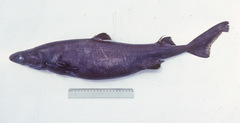 Southern Lanternshark photo 3
