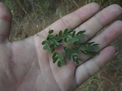 Ebenopsis caesalpinioides