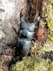 Dorcus reichei