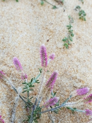 Trichuriella monsoniae