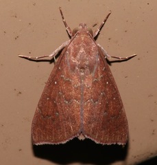 Anomis illita