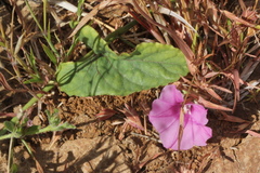 Ipomoea muelleri