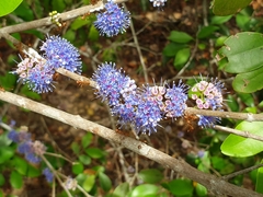 Memecylon umbellatum