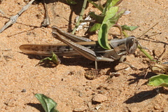 Austracris guttulosa