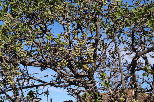 Image of Ozoroa dispar by (c) Tony Rebelo, some rights reserved (CC BY-SA)