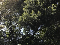 Melaleuca alternifolia