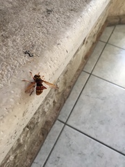 Milesia crabroniformis