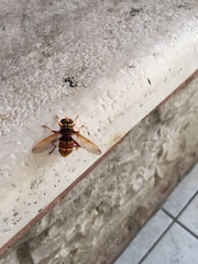 Milesia crabroniformis